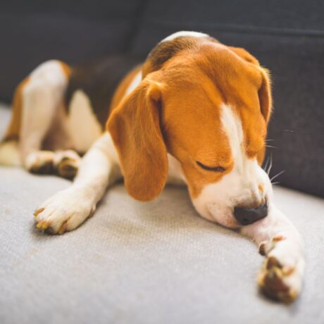 Dog Skin & Coat Problems Itching, Hair Fall & Effective Treatments (4)