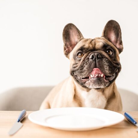 Dog Skin & Coat Problems Itching, Hair Fall & Effective Treatments (4)