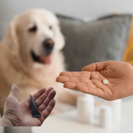 Dogs Tick & Flea (1)