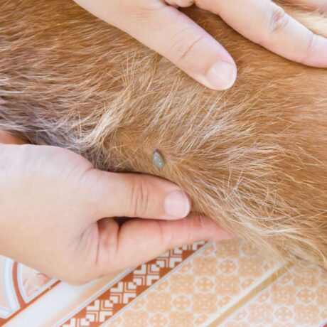 Dogs Tick & Flea (2)