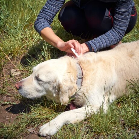 Dogs Tick & Flea (4)