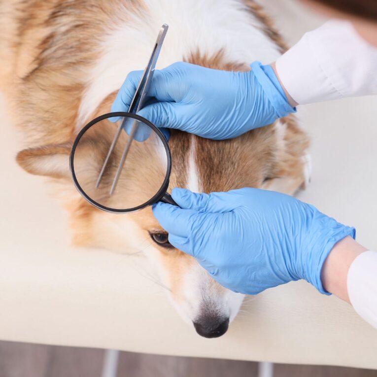 Best Tick and Flea Medicine for Dogs