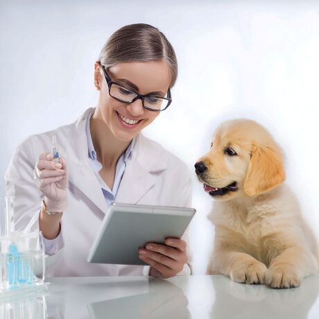 Joint Pain in Dogs: Early Signs, Causes & Treatment Options | Pet Medicine Joint Pain in Dogs Early Signs, Causes & Treatment Options (1)