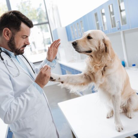 Joint Pain in Dogs: Early Signs, Causes & Treatment Options | Pet Medicine Joint Pain in Dogs Early Signs, Causes & Treatment Options (3)