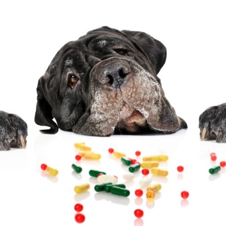 Joint Pain in Dogs: Early Signs, Causes & Treatment Options | Pet Medicine Joint Pain in Dogs Early Signs, Causes & Treatment Options (4)