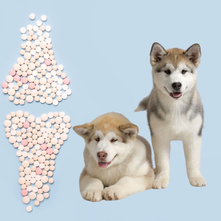 Joint Pain in Dogs Early Signs, Causes & Treatment Options