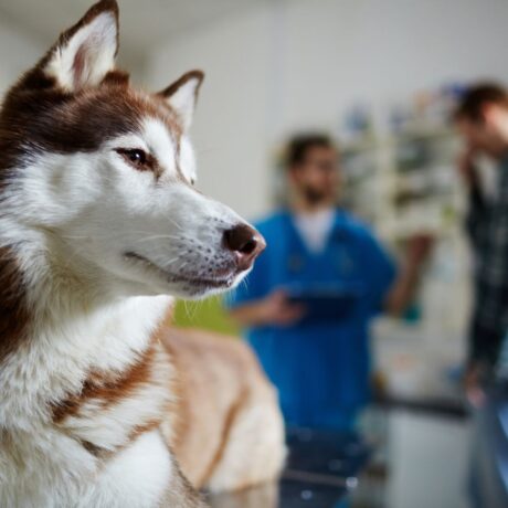 Kidney & Liver Problems in Dogs and Cats: Early Symptoms & Care | Pet Medicine Kidney & Liver Problems in Dogs and Cats Early Symptoms & Care (1)