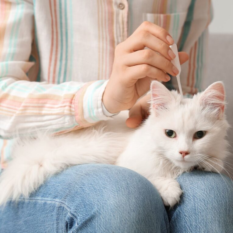 Tick & Flea Control for Cats Safe Solutions Every Cat Parent Should Know (1)