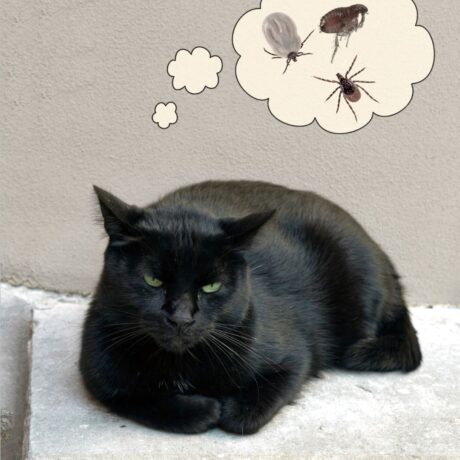 Tick & Flea Control for Cats Safe Solutions Every Cat Parent Should Know (1)