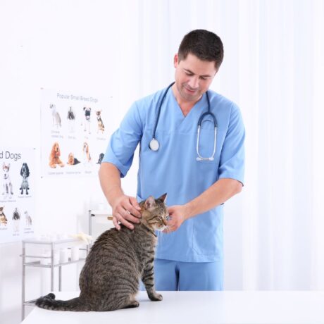 Tick & Flea Control for Cats Safe Solutions Every Cat Parent Should Know (1)