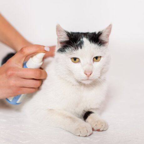 Tick & Flea Control for Cats Safe Solutions Every Cat Parent Should Know (1)