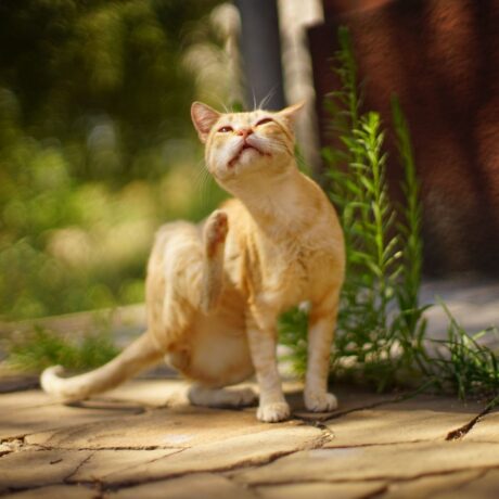 Tick & Flea Control for Cats Safe Solutions Every Cat Parent Should Know (1)