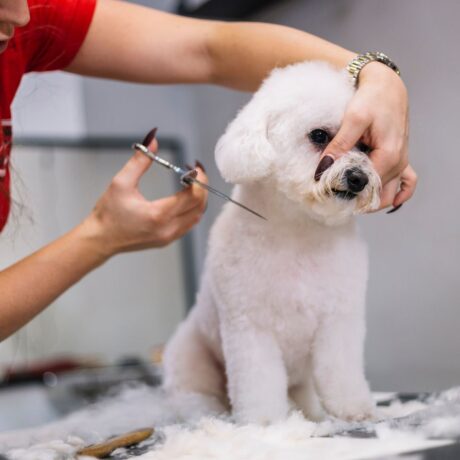 First 30 Days with a Puppy: Health & Medicine Guide | Pet Medicine First 30 Days with a Puppy Health & Medicine Guide (2)