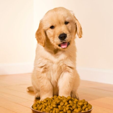 First 30 Days with a Puppy: Health & Medicine Guide | Pet Medicine First 30 Days with a Puppy Health & Medicine Guide (2)