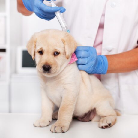 First 30 Days with a Puppy: Health & Medicine Guide | Pet Medicine First 30 Days with a Puppy Health & Medicine Guide (2)