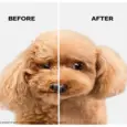Deshedding and detangling pet shampoo Moe Puppy PetMedicine.co