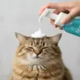 Waterless Cat Dry Shampoo Foam Moe Puppy PetMedicine.co