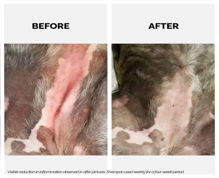 Moisturizing dog and cat shampoo Moe Xtra Nourish PetMedicine.co