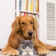 Summer Care for Pets (2)