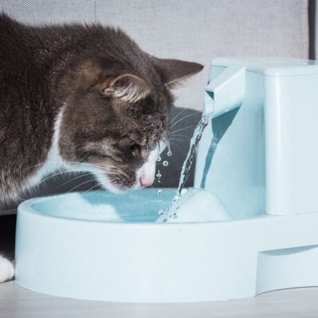 Summer Care for Pets (2)