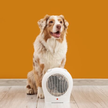 Summer Care for Pets (2)