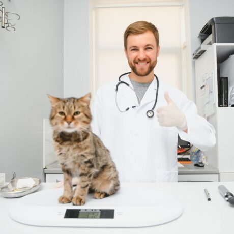 Summer Care for Pets (2)