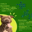 Venttura Inhancer joint supplement for dogs 340gm PetMedicine.co 8