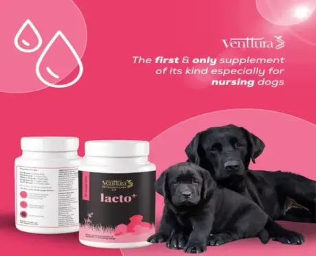 Venttura Lacto Plus milk booster tablets for dogs 45 tablets PetMedicine.co 2